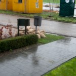IMG_3154
