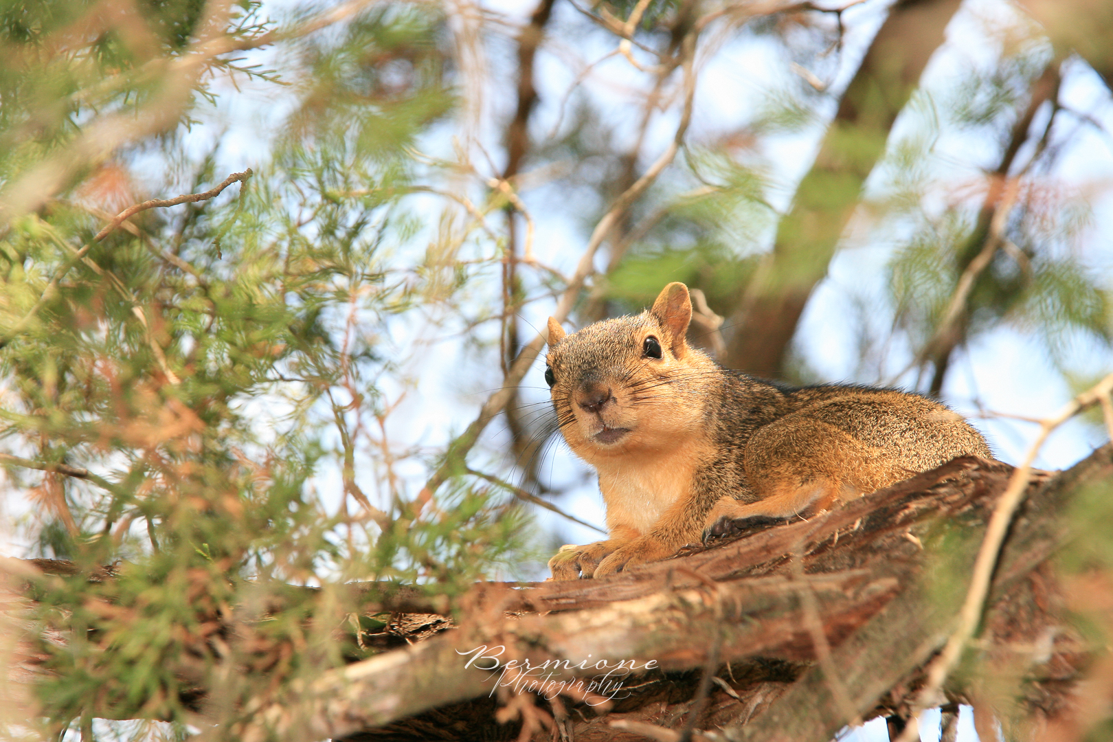Chipmunks Tale