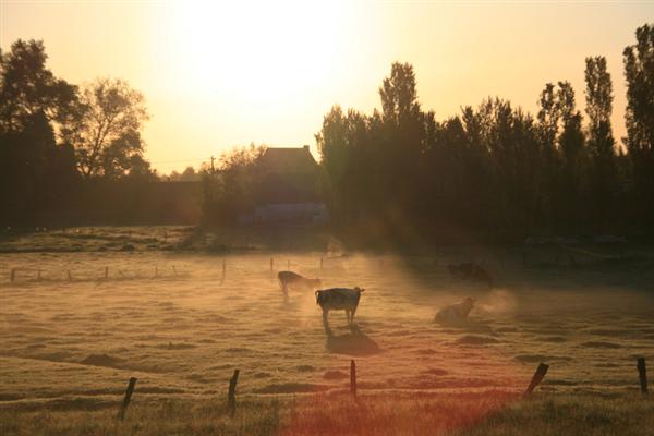 Mist