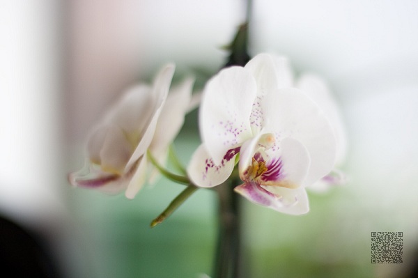 Canon 50mm f/1.4 USM