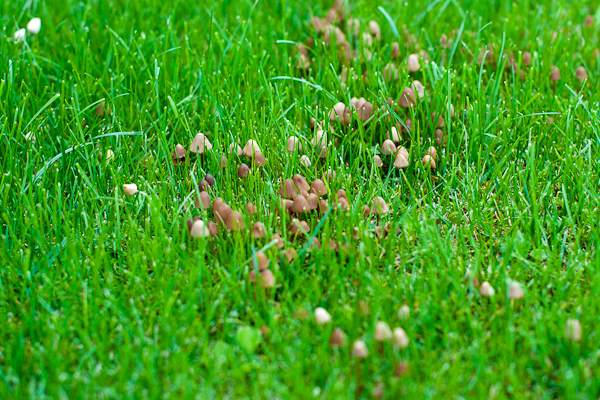 Troepjes