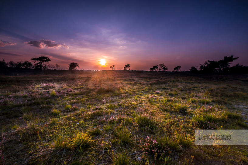 Zonsondergang op de Kalmthoutse Heide